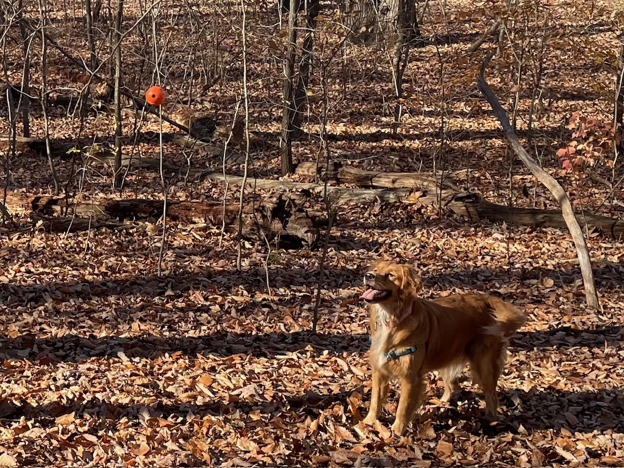 dog with ball